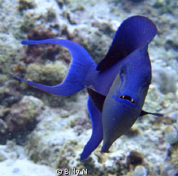 Common Blue Trigger Fish by Billy N 